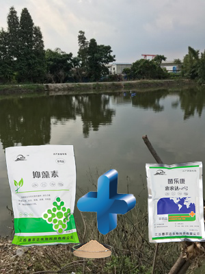 蓝藻爆发危害大,惠农达帮您来控藻