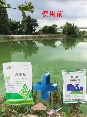 蓝藻爆发危害大,惠农达帮您来控藻