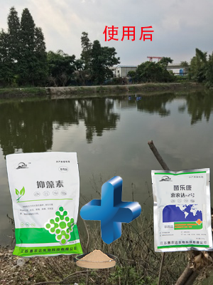 蓝藻爆发危害大,惠农达帮您来控藻